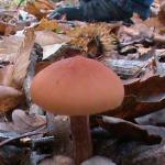 DSC00930.JPG