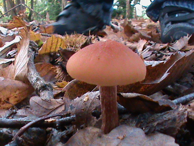 DSC00931.JPG