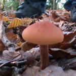 DSC00931.JPG