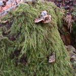 DSC00943.JPG