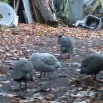 DSC00945.JPG
