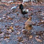 DSC00959.JPG