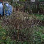 Redcurrant 1