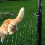 agility cat