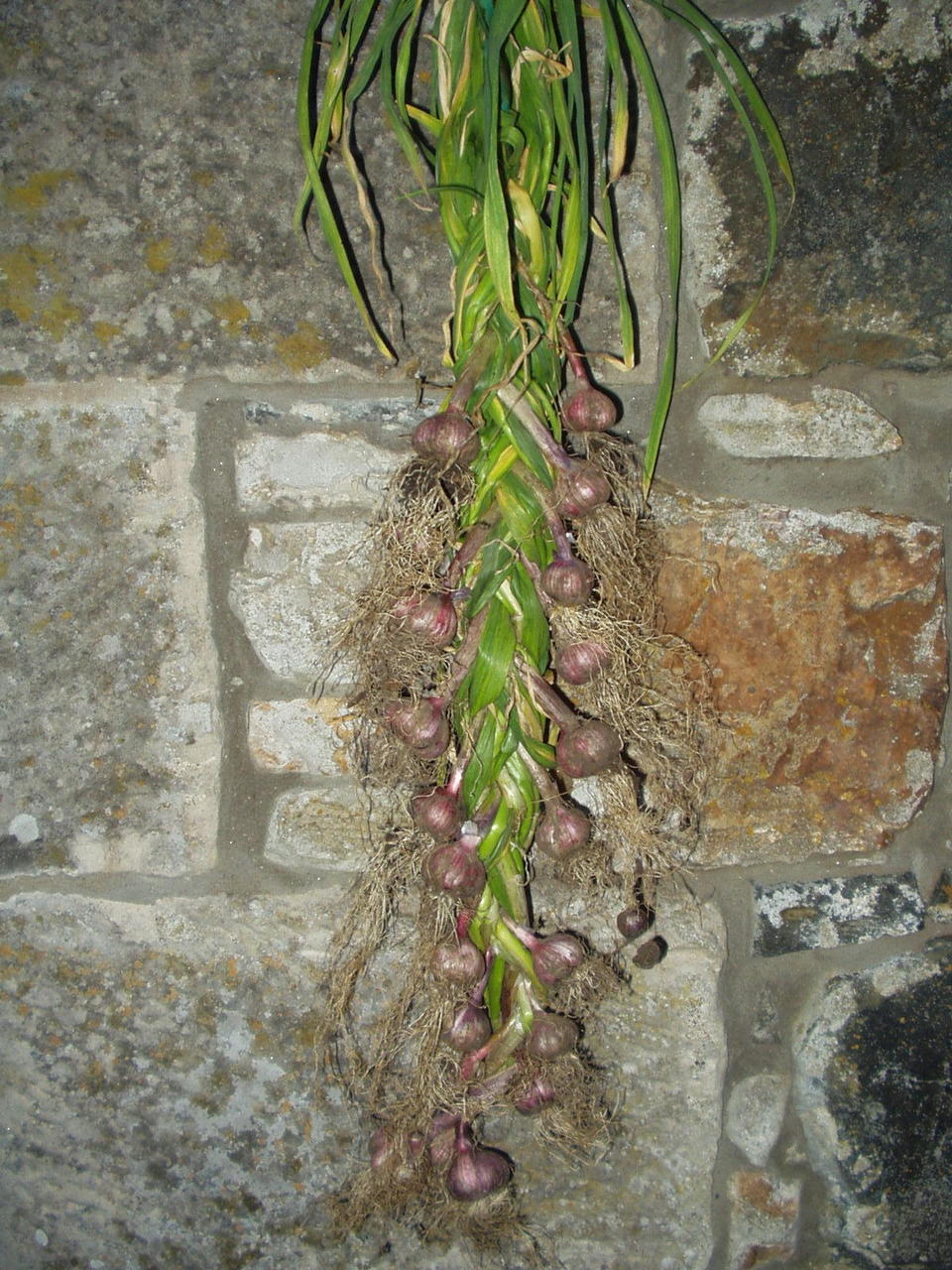 P1010010