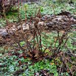 Blackcurrant after Pruning