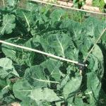 brassicas