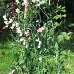 sweetpeas