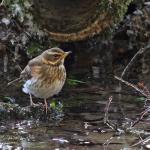 Redwing