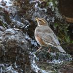 Redwing 1