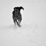 Snow Bruce