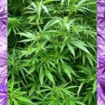 cannabis