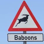 baboons