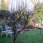 Magnlia needs pruning