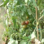 DSC00981
