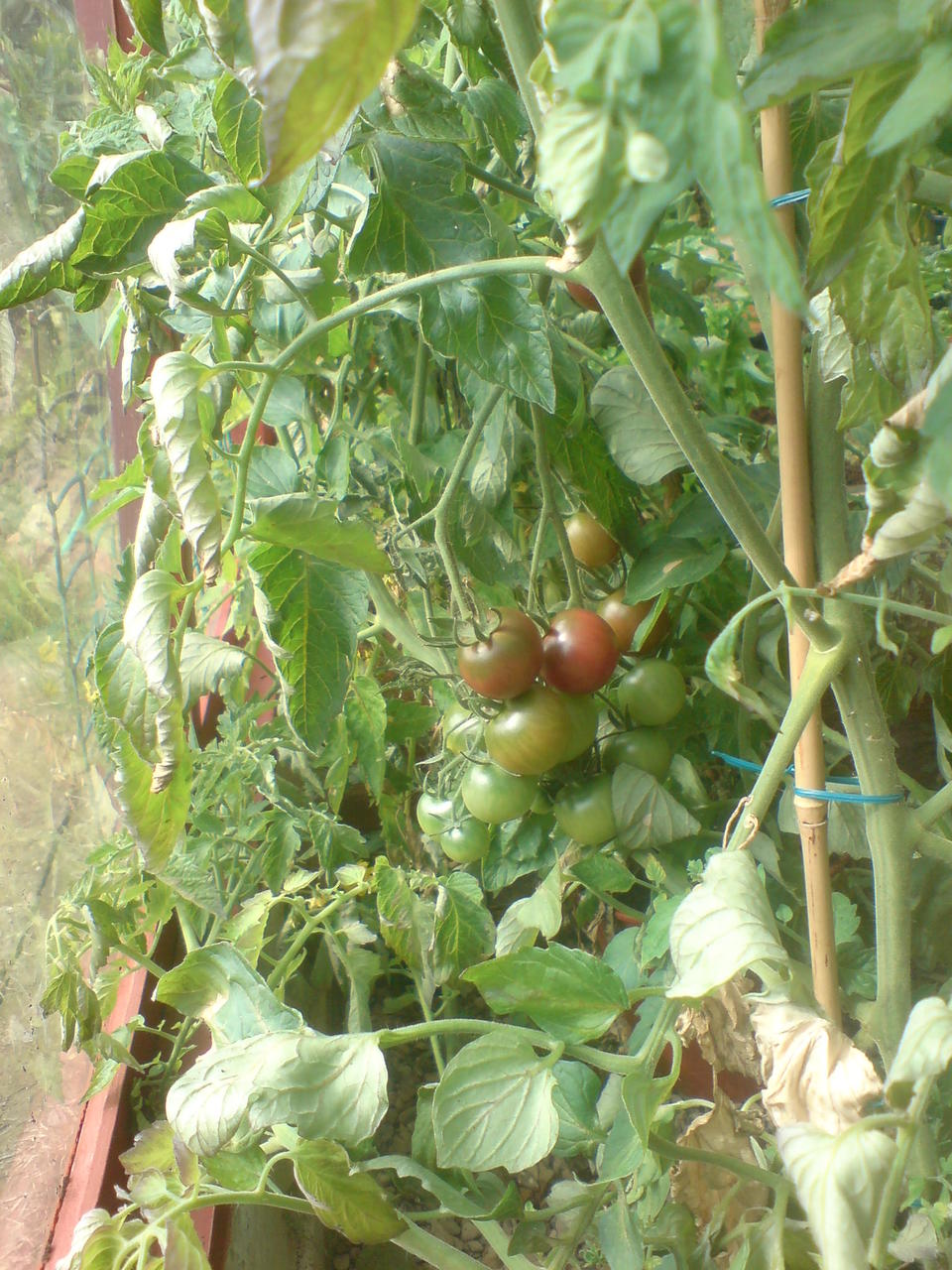 DSC00981
