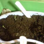 IMG00018-20110221-1705