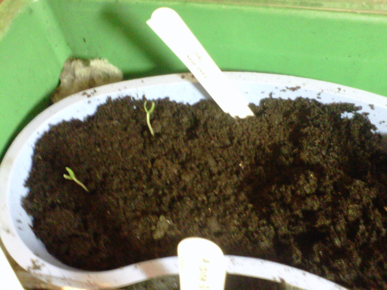 IMG00018-20110221-1705