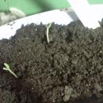 IMG00020-20110221-1706