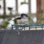 Long tailed tit