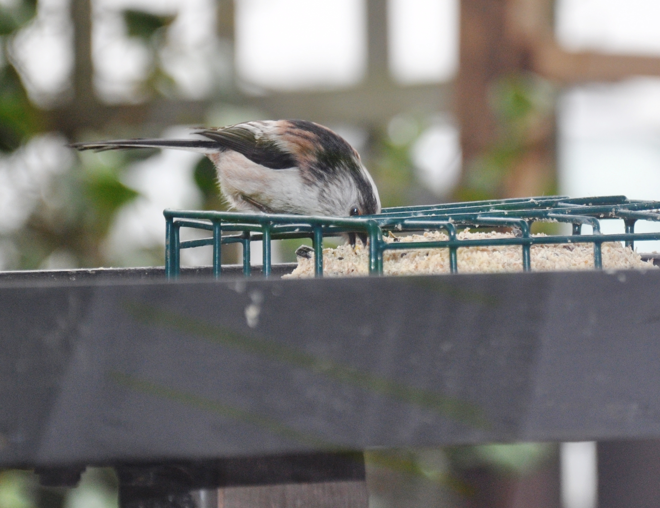 Long tailed tit 2