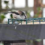 Long tailed tit 2