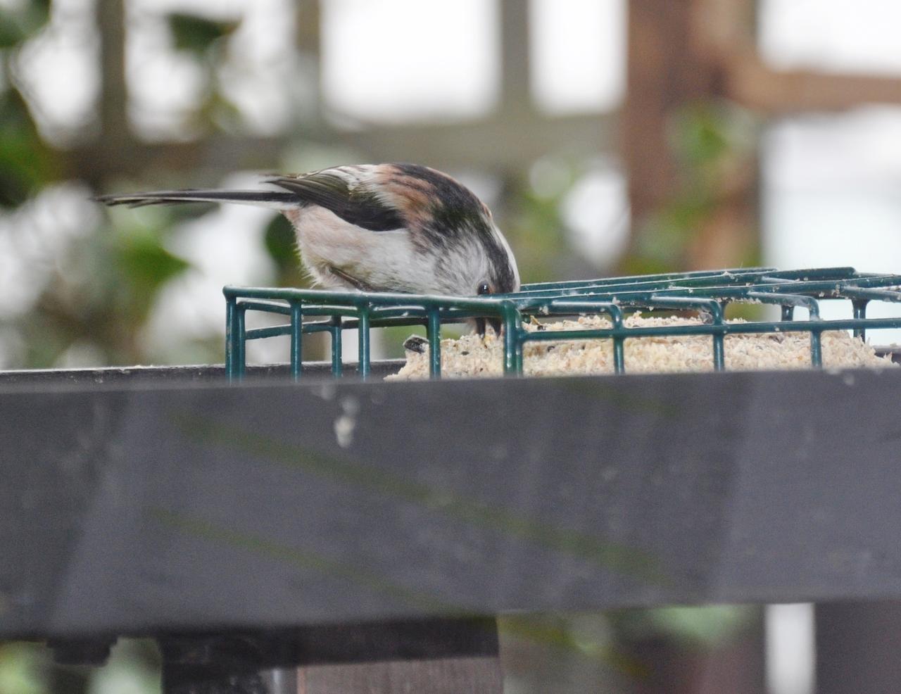 Long tailed tit 2