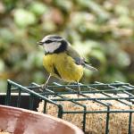 Blue tit 3