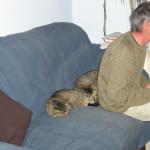 Cats 012