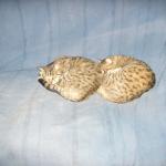 Cats 016