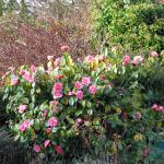 pink camellia bush