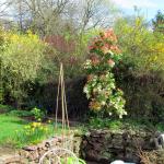 Flowering shrubs and spring flowers