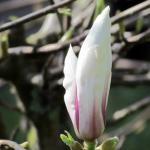 Magnolia flower bud opening