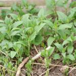 Jerusalem Artichokes
