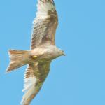White Red Kite