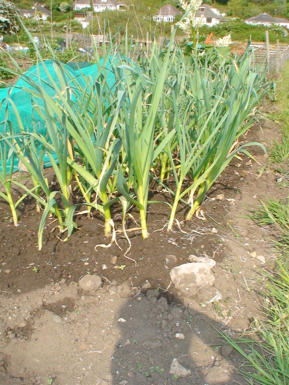 DSC02950.JPG