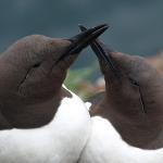 Kissing Guillemots
