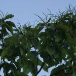 DSC03693