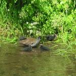 Parade and coot 079