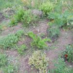 DSCN0248.JPG