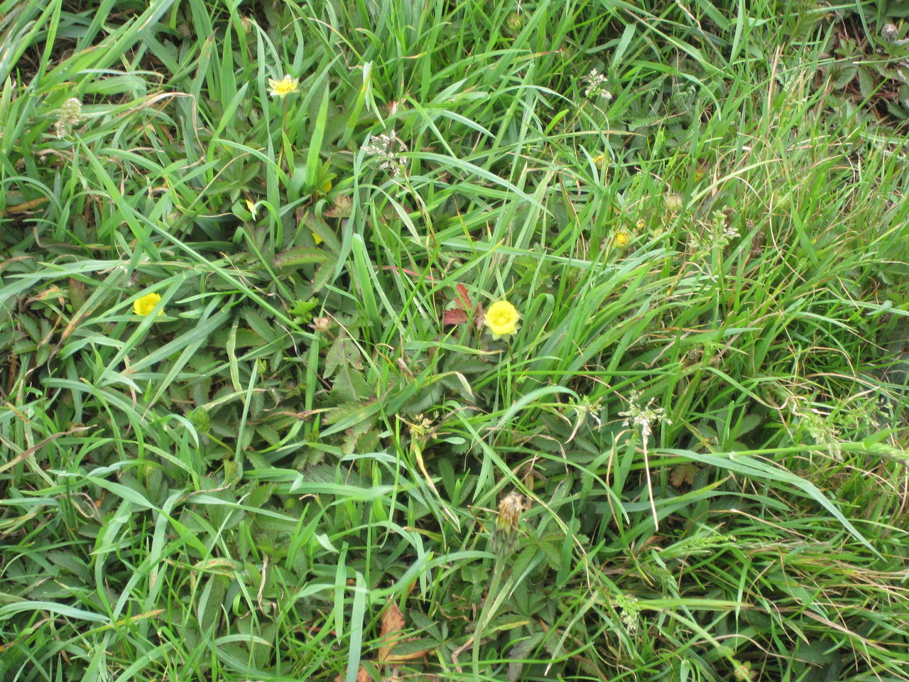 potatoes and wild flowers june 2011 004