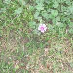 potatoes and wild flowers june 2011 005