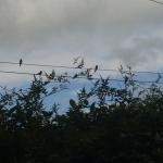 swallows 001