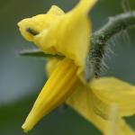 Tomato flower