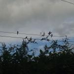 swallows 002