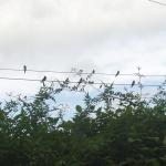 swallows 003