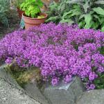Creeping Red Thyme Thymus coccineus 