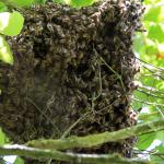 Honey Bee Swarm