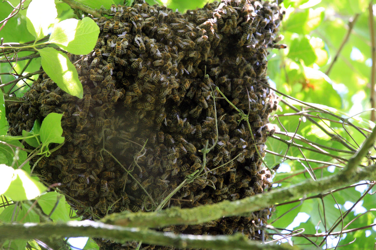 Honey Bee Swarm