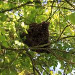 Honey Bee Swarm 2